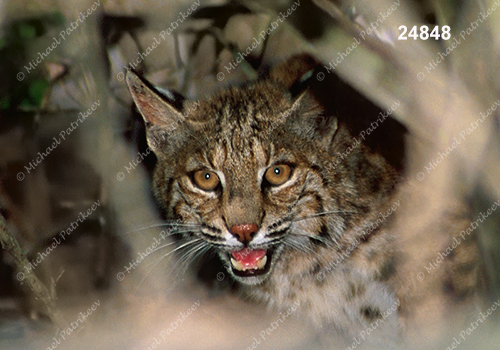 Bobcat (Lynx rufus)
